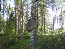 On pahkassa kokoa...